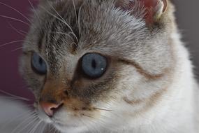 Cat Look Feline