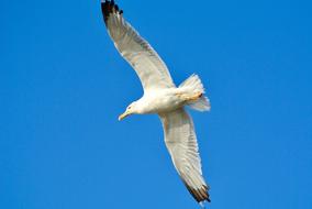 Bird Seagull Nature