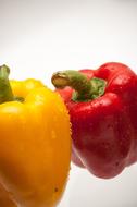 wet colored peppers on a white background
