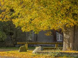 Autumn Mood Leaves Fall