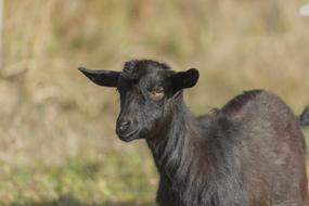 Goat Kid Animal