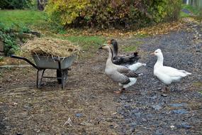 Goose Home Poultry