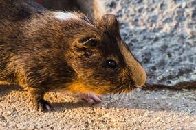 Animal Cui Piggy