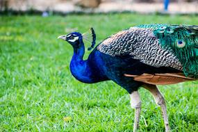 Peacock Bird Nature