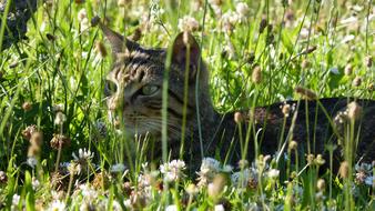 Cat Tabby