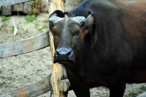 Buffalo Animal
