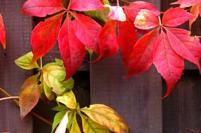 Autumn Fall Foliage Golden