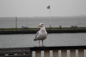 Seagull Bird Flight