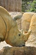 White Rhino Animal