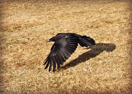 Crow Bird Flying