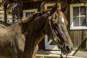 Horse Chestnut Mare