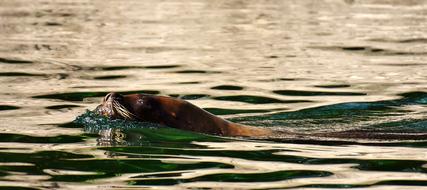 Seal Sea Lion Swim