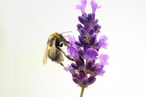 Insect Bee Nature