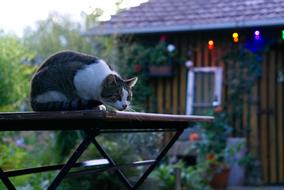 Cat Out Domestic