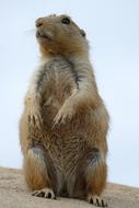 Prairie Dog Cynomys Ground