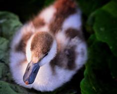 Duckling Duck Pond