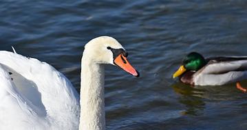 Swan Waterfowl Poultry in water