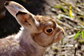 Schneehase Cute Zoo