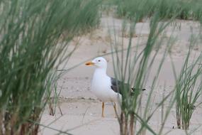 Seagull Bird Sea Animal