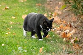 Animal Cat Pet