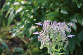 Bee Flowers Green