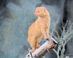 Mongoose Fox Carnivore