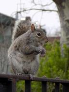 Animal Gnaw Rodents in wildlife