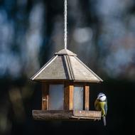 Bird Tit Blue