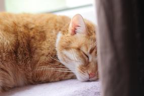 sleeping red cat at home