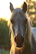 Horse Stallion Mold