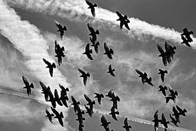 Pigeon Bird Animal