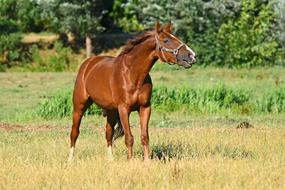 chestnut Horse Mammal on meadow