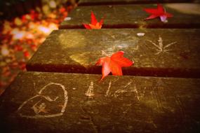 fall leaves on the bridge