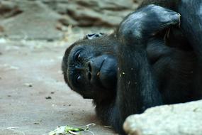 Gorilla Monkey Animal
