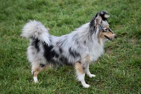 Dog Bitch Shetland Sheepdog