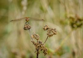 Insect Dragonfly at forest Nature