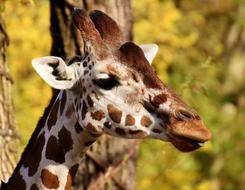 giraffe with brown spots