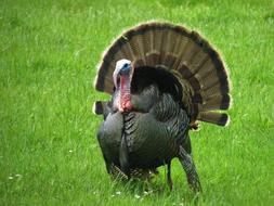 Wild Turkey Grass