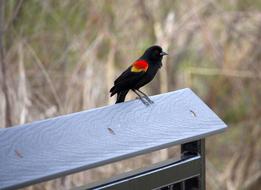 Redwing Blackbird Fence