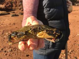 Crab Beach Shore