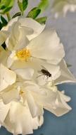 Flowers Fly White
