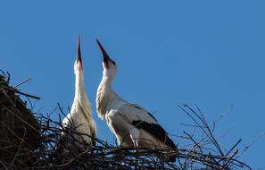 Stork Storks Bird