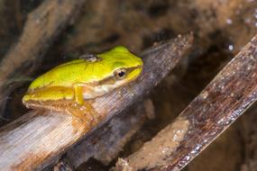 Tree Frog Fly Water