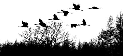 birds animal nature flying black