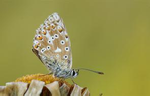 Butterfly Insect Nature