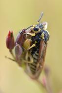 Macro photo of Bee Insect in the garden