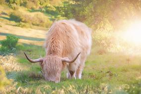 Beef Meadow Graze