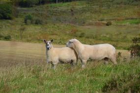 Sheep Wool Welsh