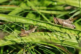 Grasshopper Insect Close Up