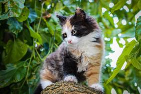 Cat Kitten Kitty